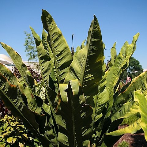 Anthurium coriaceum unspecified picture