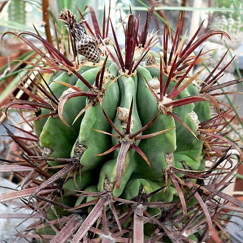 Ferocactus latispinus unspecified picture