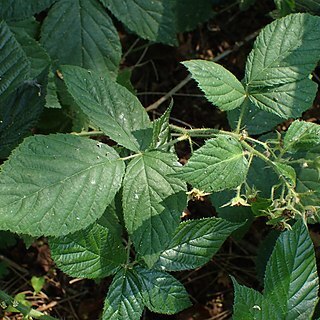 Rubus lucentifolius unspecified picture