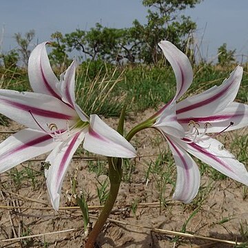 Crinum ornatum unspecified picture