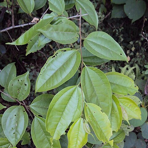 Celtis timorensis unspecified picture