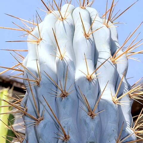 Browningia hertlingiana unspecified picture