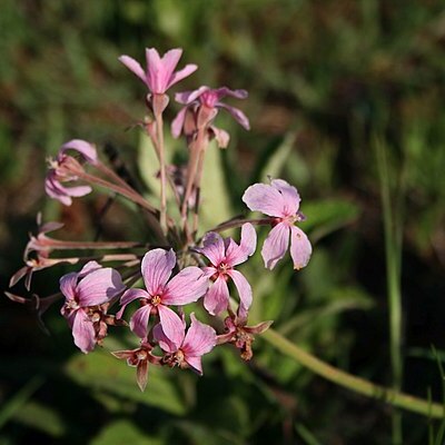 Pelargonium luridum unspecified picture