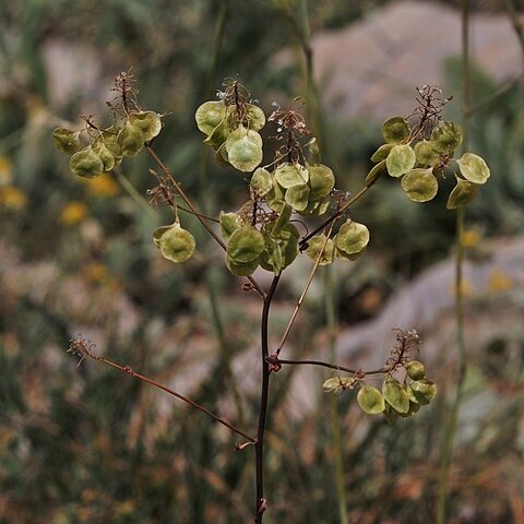 Peltaria angustifolia unspecified picture