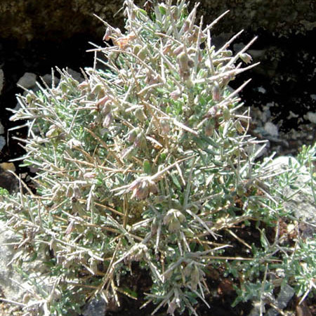 Teucrium subspinosum unspecified picture