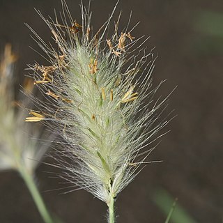 Pennisetum villosum unspecified picture