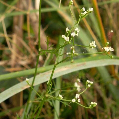 Petroselinum segetum unspecified picture