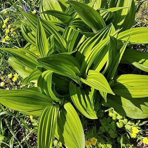 Veratrum dahuricum unspecified picture