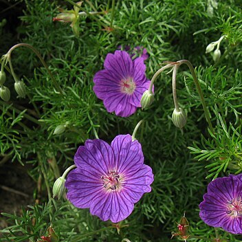 Geranium incanum unspecified picture