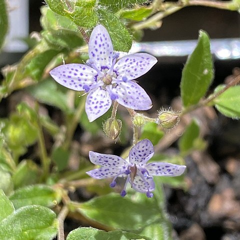 Marianthus granulatus unspecified picture