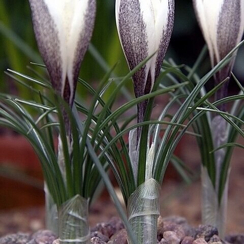 Crocus alatavicus unspecified picture