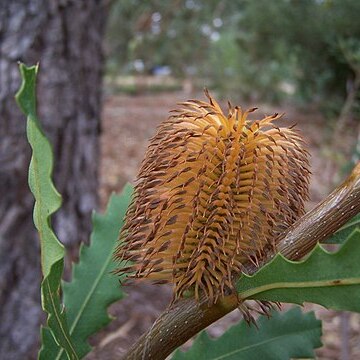 Banksia quercifolia unspecified picture