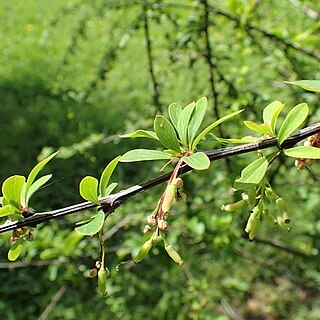 Berberis tsarongensis unspecified picture