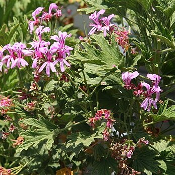 Pelargonium scabrum l'hér. unspecified picture