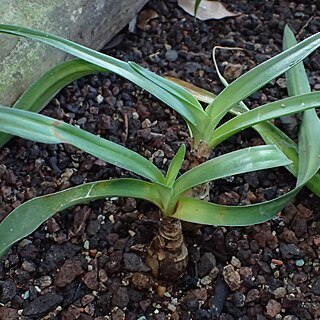 Crinum oliganthum unspecified picture