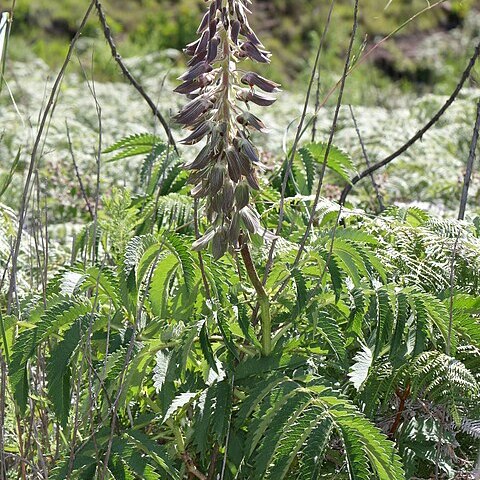 Melianthus villosus unspecified picture