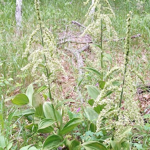 Veratrum dahuricum unspecified picture