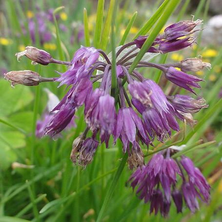 Allium cyathophorum unspecified picture