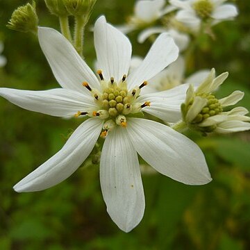 Podachaenium unspecified picture