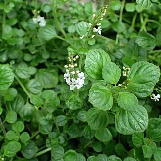 Plectranthus strigosus unspecified picture