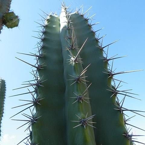 Stenocereus stellatus unspecified picture