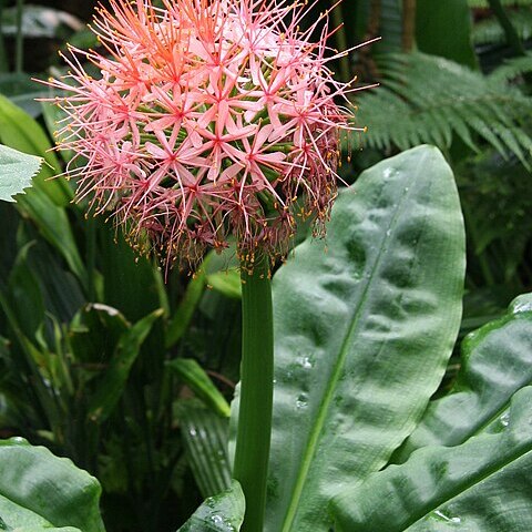 Scadoxus cinnabarinus unspecified picture