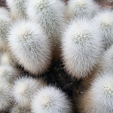 Echinocereus nivosus unspecified picture