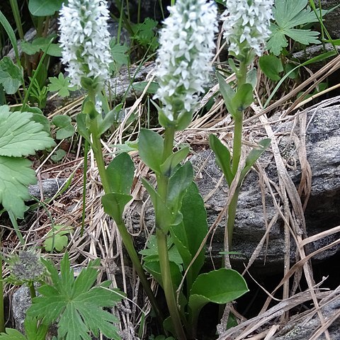 Lagotis uralensis unspecified picture