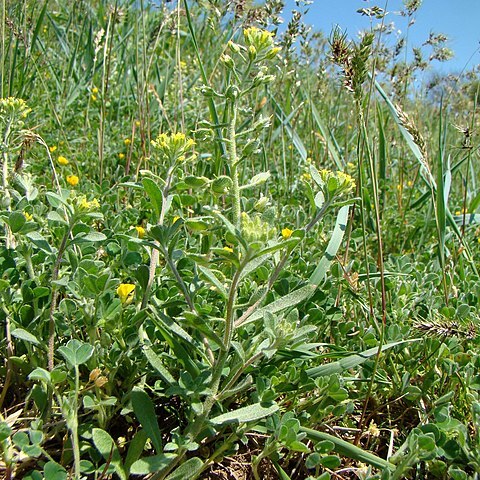 Alyssum hirsutum unspecified picture