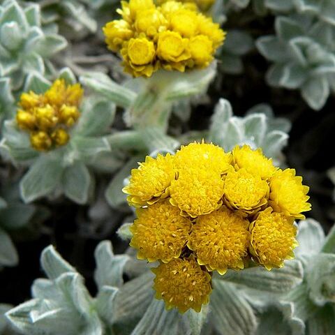 Helichrysum splendidum unspecified picture