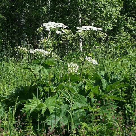 Heracleum dissectum unspecified picture