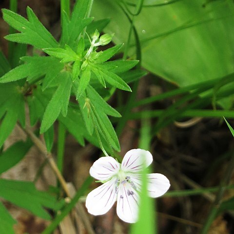 Geranium dahuricum unspecified picture