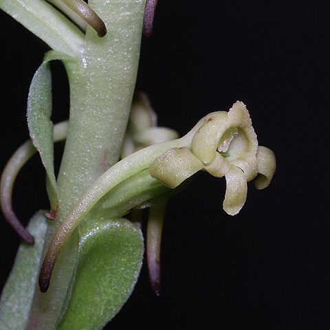 Satyrium odorum unspecified picture