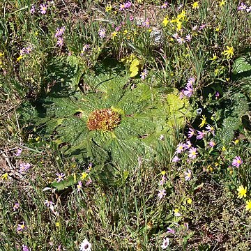 Arctopus echinatus unspecified picture