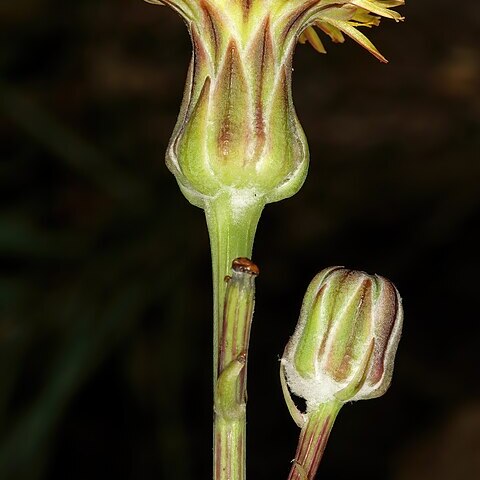 Sonchus dregeanus unspecified picture