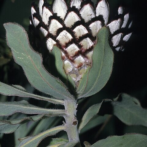 Protea holosericea unspecified picture