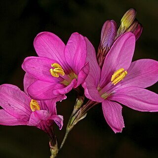 Ixia latifolia unspecified picture