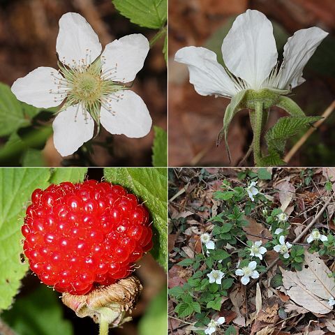 Rubus hirsutus unspecified picture