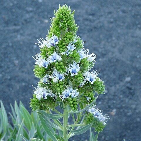 Echium vulcanorum unspecified picture