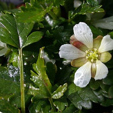 Rubus gunnianus unspecified picture