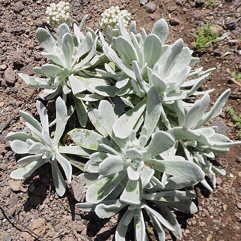 Helichrysum gossypinum unspecified picture