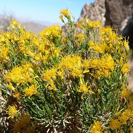 Ericameria laricifolia unspecified picture