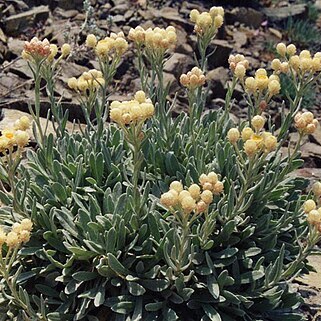 Helichrysum virgineum unspecified picture