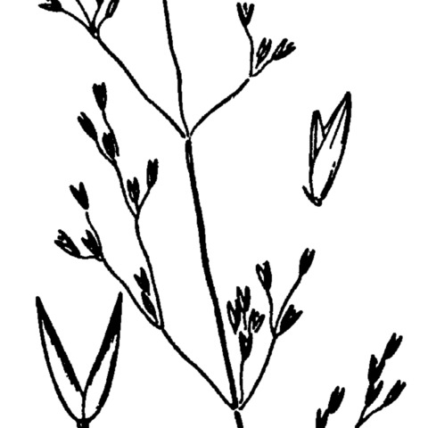 Agrostis humilis unspecified picture