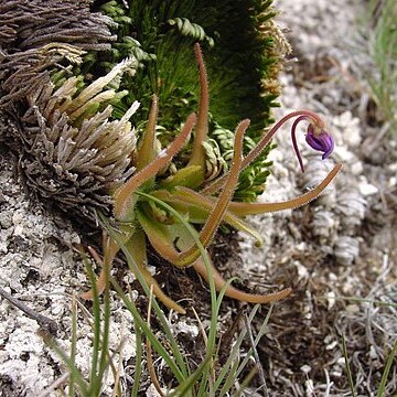 Pinguicula gypsicola unspecified picture