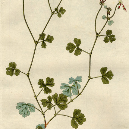 Pelargonium trifidum unspecified picture