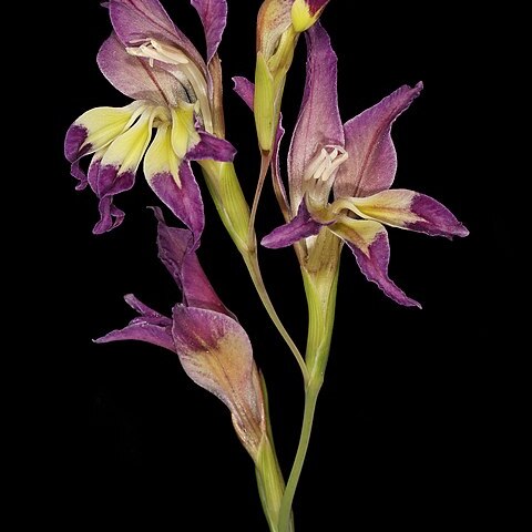 Gladiolus venustus unspecified picture