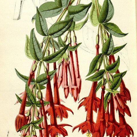 Fuchsia simplicicaulis unspecified picture