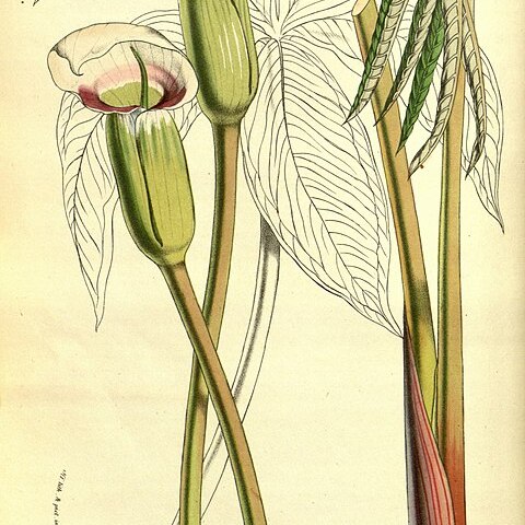 Arisaema murrayi unspecified picture