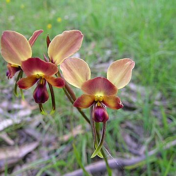 Diuris orientis unspecified picture